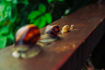 Snail in a rainy day, from tiny to big, brothers and sisters
