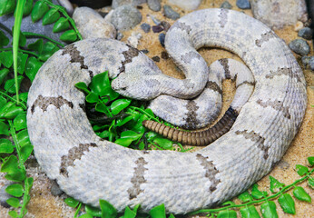 Rock Rattlesnake.
It is a species of venomous snakes of the viper family. The total length reaches an average of 60-70 cm, the maximum length is 80 cm. The head is small and flat. - 687516312