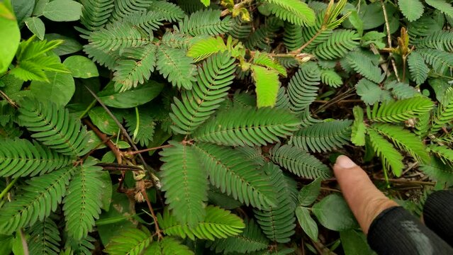 Mimosa pudica sensitive plant collapsed its leaves after being touched by finger