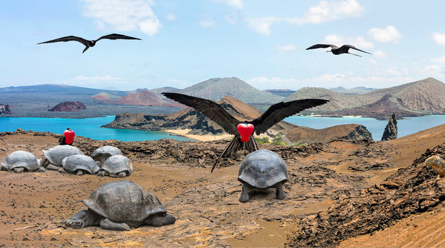 Panorama der Galapagos Insel Bartolome mit Felsnadel Pinnacle Rock und Prachtfregattvogel und Riesenschildkröte