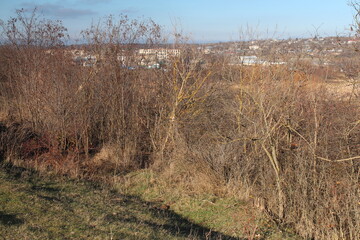 A grassy area with trees and buildings in the background