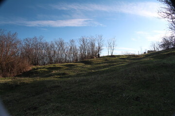 A grassy field with trees and blue sky
