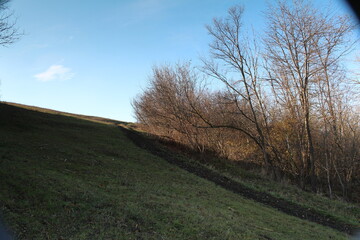 A grassy hill with trees on it