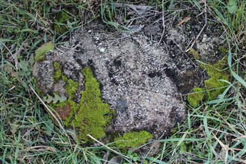 A rock in the grass