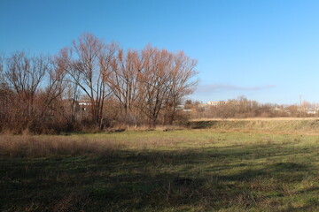 Fototapeta na wymiar A field with trees and grass