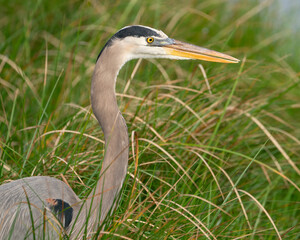 Great blue heron