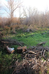 A tree stump in a grassy area