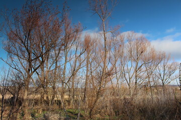A group of trees in a field