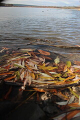 A pile of firewood on a beach