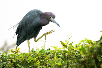 Fototapeta premium Little Blue Heron Raising his Foot to Scratch