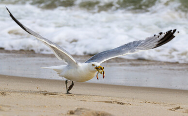 Seagull Catching a crab on the Beach