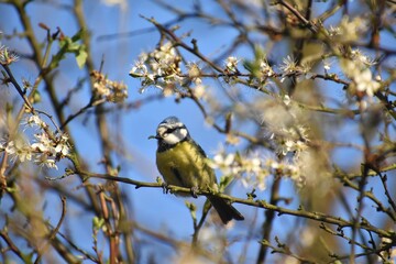 Cyanistes caeruleus młoda sikorka modraszka zwyczajna ptak bird