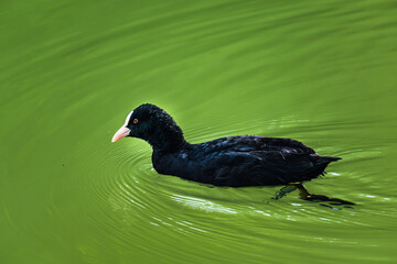 Coot, small black wading bird with white beak on a lake, fulica atra