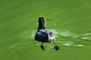 Coot, small black wading bird with white beak on a lake, fulica atra