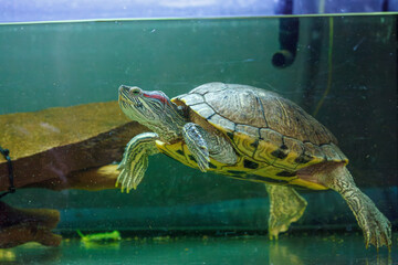 underwater photography of fish Trachemys scripta elegans
