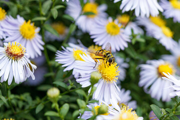 Obraz premium Beautiful lilac flowers with a wasp