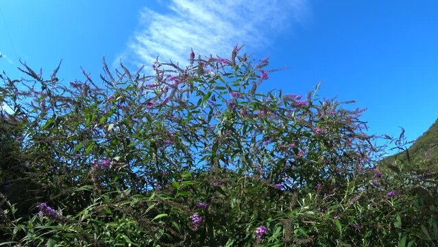 Flowers and butterflies