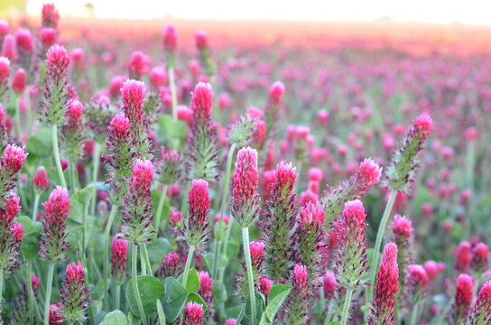 FIELD WITH RED CLOVER