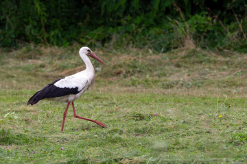 A beautiful stork walks on a field with freshly cut grass.