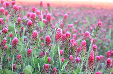 CLOSE VIEW OF RED CLOVER,