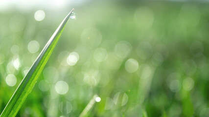 Grass. Fresh green spring grass with dew drops closeup. Soft focus. Abstract nature background.