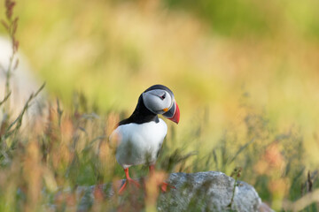 Common puffin Fratercula arctica