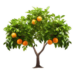 Orange tree isolated on white transparent background, Ripe fruits and citrus green foliage, PNG