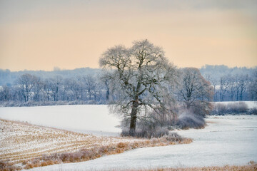 trees in the snow