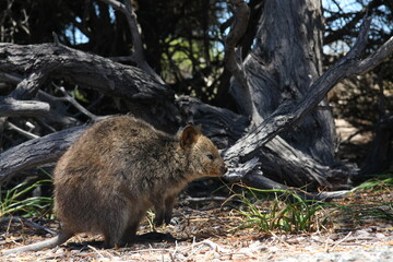 Quokka auf der Suche nach essen