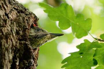 european green woodpecker Picus viridis