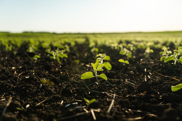 Field with young bean sprouts in the summer, a crop of beans in the field. Soybean agricultural plant in a field grows in a row with other sprouts. Selective focus. Soft focus.