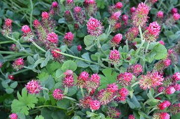 FIELD WITH RED CLOVER