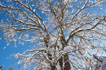 Baum im Winter im Schnee mit blauem Himmel