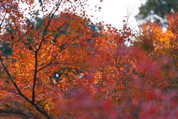 境内の紅葉