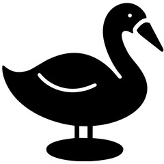 black swan on white background