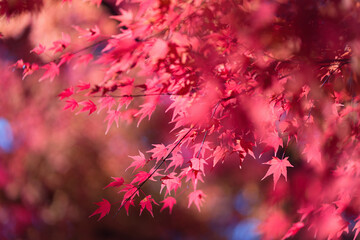京都東福寺境内の紅葉