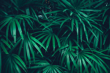 Close up group of background tropical green leaves texture and abstract background. Tropical leaf...