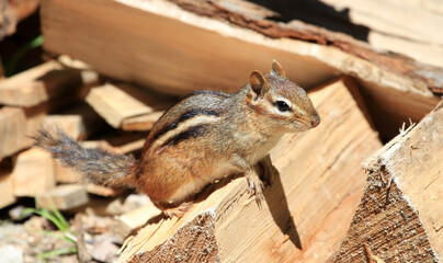 Eastern Chipmunk standing  on firewood pile