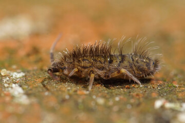 Closeup on a hairy, spooky microscopic springtail, Orchesella villosa in the garden