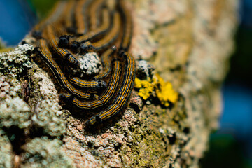 Caterpillars seen in a fruit tree, possibly the lackey moth, malacosoma neustria, lepidoptera