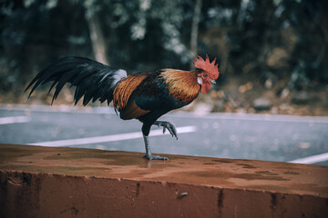 Beautiful rooster with a red comb. The chicken raised its paw. A beautiful animal.