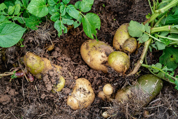 Potato above ground under mulch, growing and harvesting