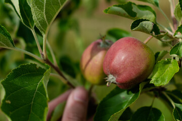 Little apples growing on apple tree in an orchard, healthy and natural food, pomum