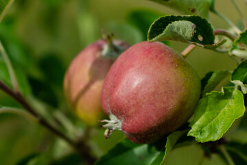 Little apples growing on apple tree in an orchard, healthy and natural food, pomum