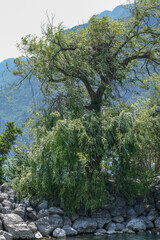 Beautiful landscape in an evening mood by the water in the sunshine. Whether sea, lake or river, water is one of the most beautiful elements of nature. Glistening in the sun, it makes every holiday ev