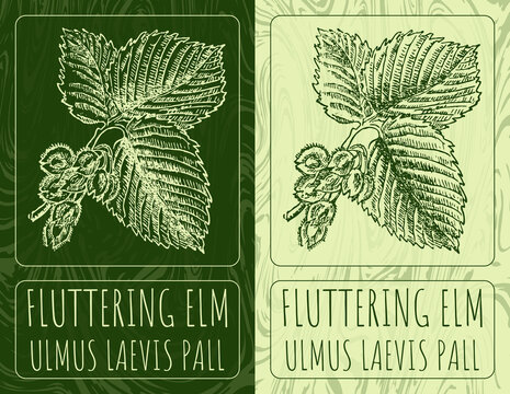 Drawings FLUTTERING ELM. Hand drawn illustration. Latin name ULMUS LAEVIS PALL.