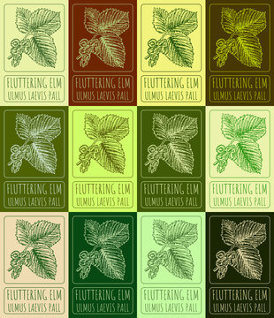 Set drawing of FLUTTERING ELM in various colors. Hand drawn illustration. Latin name ULMUS LAEVIS PALL.