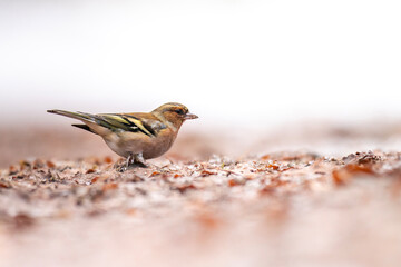Buchfink im Wald im Winter