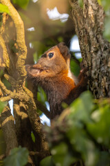 Eichhörnchen im Wald, zwischen den Ästen