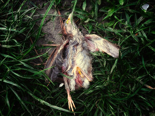 The image depicts a bird with its beak open and eyes closed, lying motionless on the grass. The little sparrow chick fell out of the nest and died.
